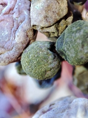 Phyllosticta ampelicida