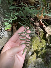 Pellaea atropurpurea