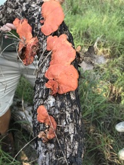 Trametes cinnabarina