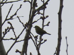 Zosterops virens capensis