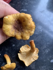 Cantharellus amethysteus