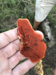 Trametes cinnabarina