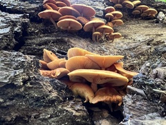 Phyllotopsis nidulans