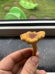 Cantharellus amethysteus
