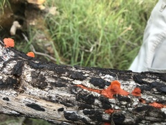 Trametes cinnabarina