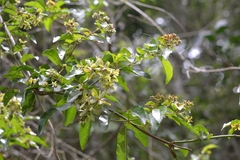 Tetrapterys schiedeana