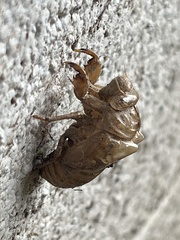 Cicadoidea