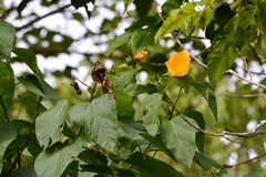 Dendrosida sharpiana