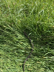 Pantherophis guttatus