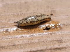 Megapallifera mutabilis