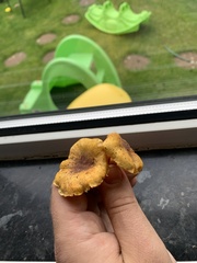 Cantharellus amethysteus