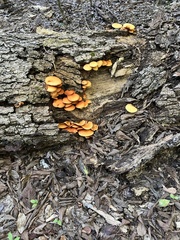 Phyllotopsis nidulans