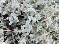 Tidestromia lanuginosa