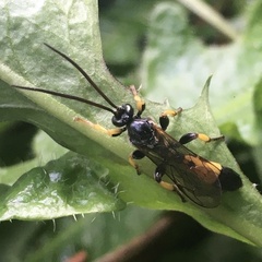 Colpotrochia cincta