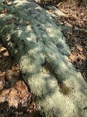 Flavoparmelia baltimorensis