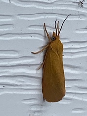 Virbia aurantiaca
