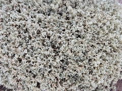 Tidestromia lanuginosa