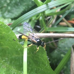 Colpotrochia cincta
