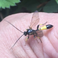 Colpotrochia cincta