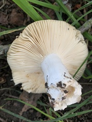 Russula cerolens