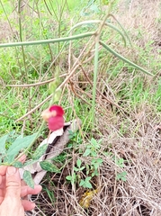 Macroptilium lathyroides