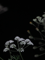 Kitagawia terebinthacea