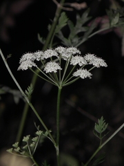 Kitagawia terebinthacea