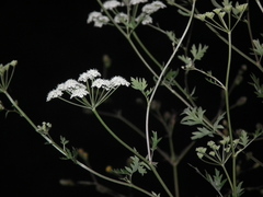 Kitagawia terebinthacea