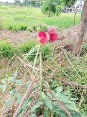 Macroptilium lathyroides