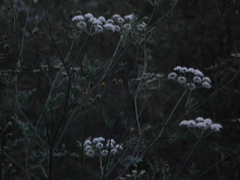 Kitagawia terebinthacea