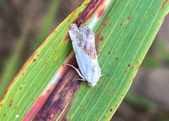 Ponometia candefacta
