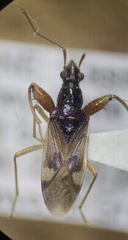 Pseudopamera nitidula