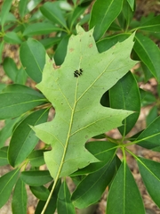 Eulophus