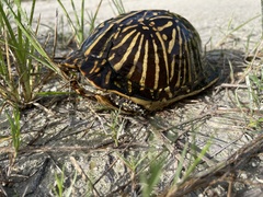 Terrapene carolina bauri