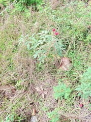 Macroptilium lathyroides