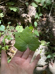 Menispermum canadense