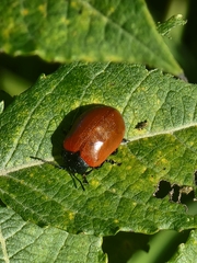 Chrysomela populi