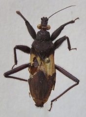 Microtomus luctuosus