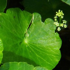 Hydrocotyle tribotrys