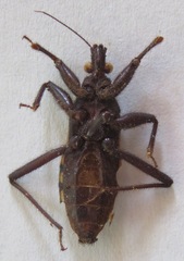 Microtomus luctuosus