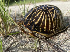 Terrapene carolina bauri