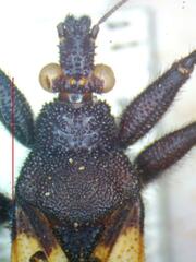 Microtomus luctuosus