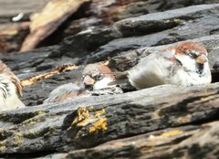 Passer domesticus × italiae