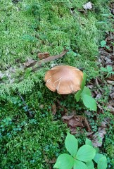 Cortinarius armillatus