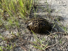 Terrapene carolina bauri