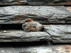 Passer domesticus × italiae