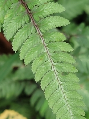Athyrium niponicum