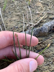 Eleocharis acicularis