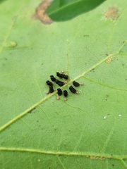 Eulophus