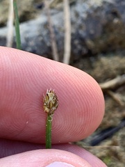 Eleocharis acicularis